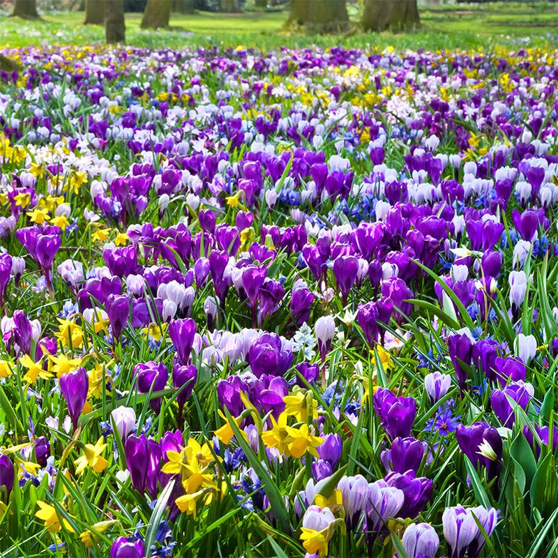 [กินได้และเป็นยา] หลอดหญ้าฝรั่นทิเบตทนความเย็นกลางแจ้งพืชดอกไม้เมล็ดหลอดไฟหญ้าฝรั่นกระถางต้นไม้ - รูปที่ 2