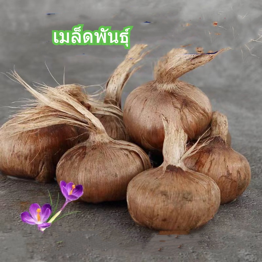 [กินได้และเป็นยา] หลอดหญ้าฝรั่นทิเบตทนความเย็นกลางแจ้งพืชดอกไม้เมล็ดหลอดไฟหญ้าฝรั่นกระถางต้นไม้ - รูปที่ 4