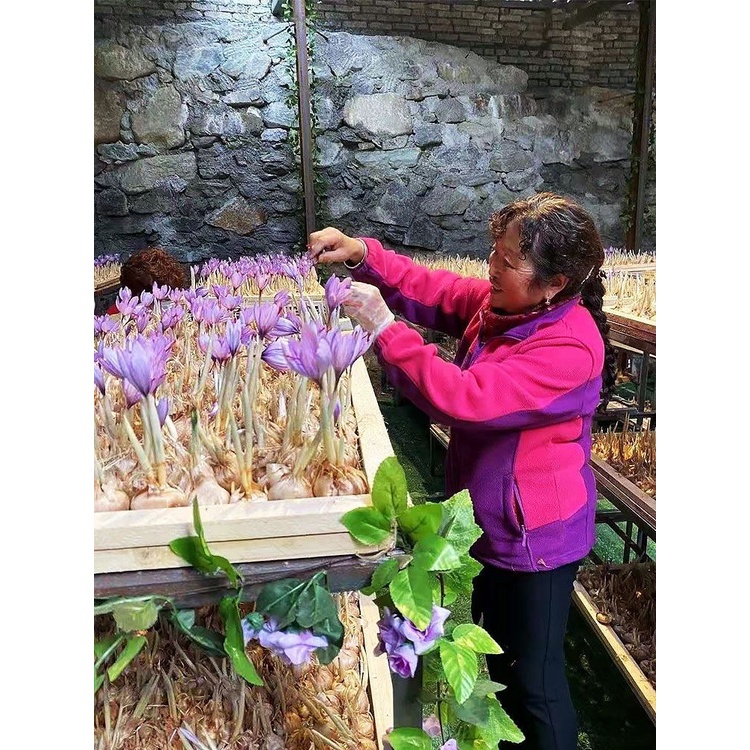 [กินได้และเป็นยา] หลอดหญ้าฝรั่นทิเบตทนความเย็นกลางแจ้งพืชดอกไม้เมล็ดหลอดไฟหญ้าฝรั่นกระถางต้นไม้ - รูปที่ 5