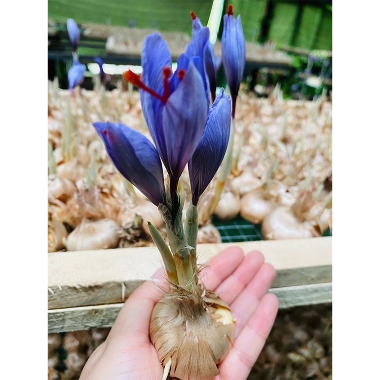 [กินได้และเป็นยา] หลอดหญ้าฝรั่นทิเบตทนความเย็นกลางแจ้งพืชดอกไม้เมล็ดหลอดไฟหญ้าฝรั่นกระถางต้นไม้ - รูปที่ 6