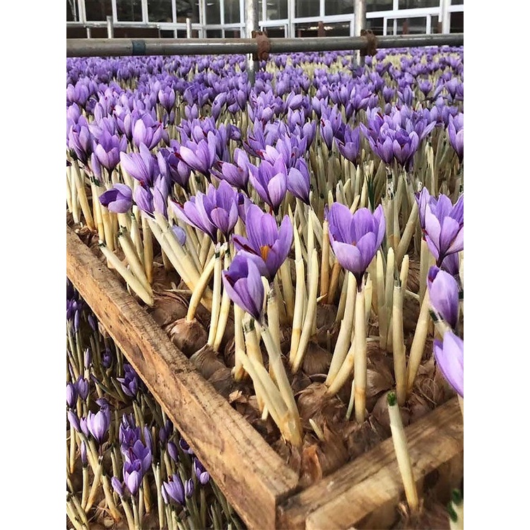 [กินได้และเป็นยา] หลอดหญ้าฝรั่นทิเบตทนความเย็นกลางแจ้งพืชดอกไม้เมล็ดหลอดไฟหญ้าฝรั่นกระถางต้นไม้ - รูปที่ 7