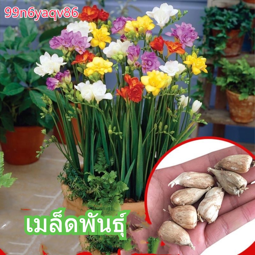 การปลูกดอกฟรีเซียสองกลีบหิมะ: ดอกไม้หลอดไฟยืนต้นง่ายต่อการปลูกและเหมาะสำหรับทุกฤดูกาล