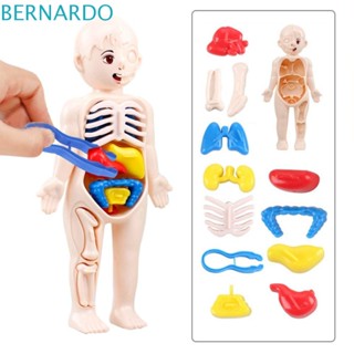 Bernardo โมเดลอวัยวะมนุษย์ 3D ของเล่นเสริมการเรียนรู้เด็ก