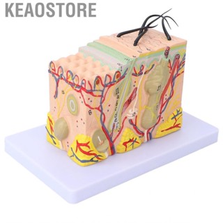 Keaostore 35X Enlarged Anatomical Skin Model 3 Dimensional Teaching Aids JFF