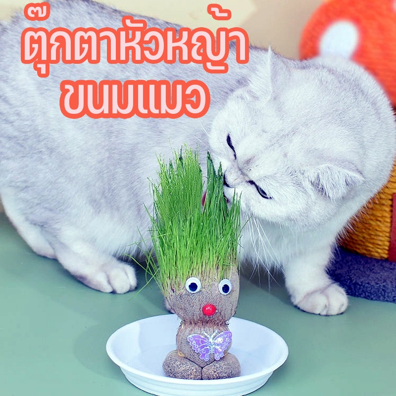 COD ตุ๊กตาหัวหญ้า เมล็ดข้าวสาลี ขนมแมว ออร์แกนิค หญ้าสัตว์เลี้ยง ของขวัญสำหรับเด็ก พิเศษกล่องปลูกใช้ซ้ำได้