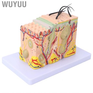 Wuyuu 35X Enlarged Anatomical Skin Model 3 Dimensional Teaching Aids JFF