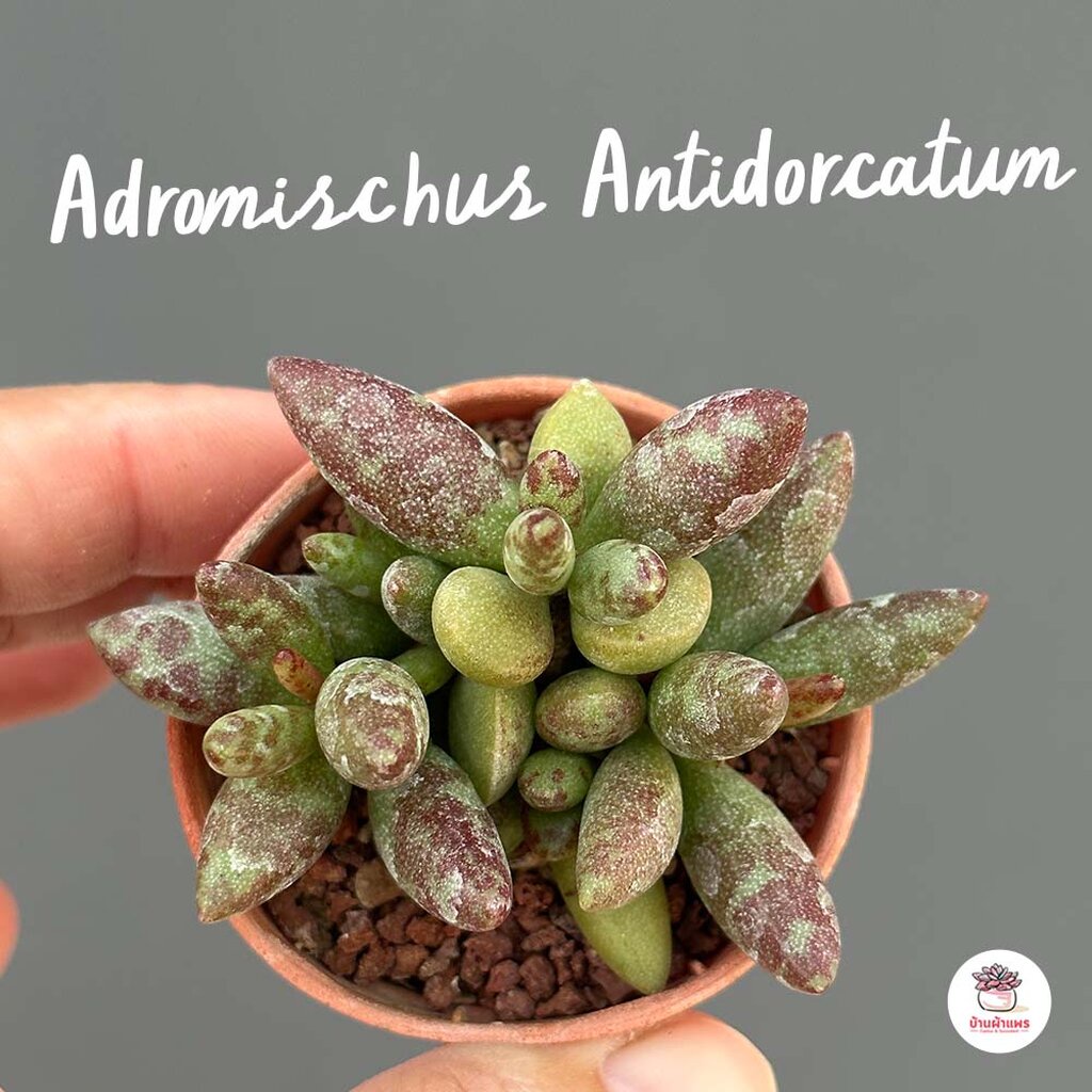 Adromischus Antidorcatum ไม้อวบน้ำ กุหลาบหิน Cactus&amp;Succulent