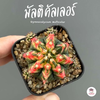 ยิมโนด่าง มัลติคัลเลอร์ ชำหน่อ Gymnocalycium แคคตัส กระบองเพชร cactus&amp;succulent