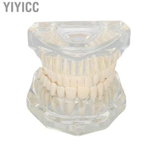 Yiyicc Dental  Model Robust Teaching Clear Structure