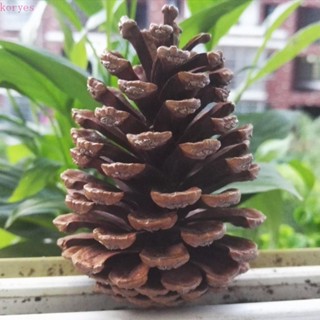 Koryes น็อตไม้สนธรรมชาติ คุณภาพดี สไตล์ตะวันตก สําหรับตกแต่งคริสต์มาส DIY