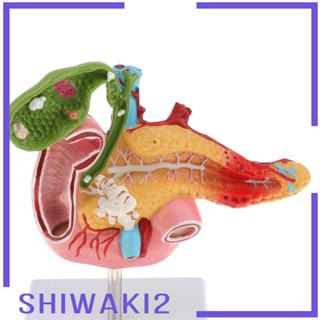 [Shiwaki2] โมเดลกระเพาะปัสสาวะมนุษย์ Duodenum สําหรับห้องปฏิบัติการสาธิต