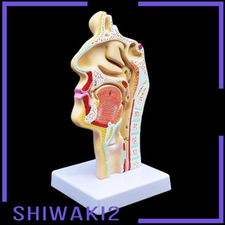 [Shiwaki2] โมเดลคอจมูกมนุษย์ ขนาด 4.7×4.7×9.5 นิ้ว