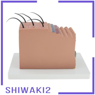 [Shiwaki2] โมเดลทิชชู่ ผิวมนุษย์ ขยายได้ 35X 35 ชิ้น