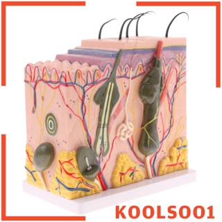 [Koolsoo1] โมเดลทิชชู่ ผิวหนังมนุษย์ 50X พร้อมฉลากไดอะแกรม 25 ชิ้น 50X-B