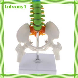 [ Life Size Vertebral Column โมเดลกระดูกเชิงกราน เพื่อการเรียนรู้วิทยาศาสตร์ ตามภาพที่โชว์