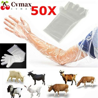 Cvmax ถุงมือพลาสติก แบบใช้แล้วทิ้ง สําหรับสอบสัตวแพทย์ 50 ชิ้น