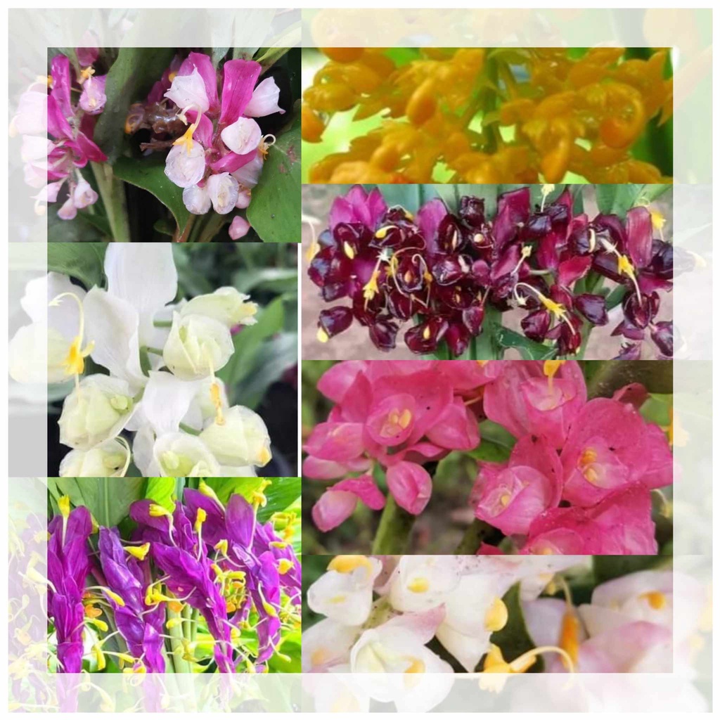 ดอกเข้าพรรษา 13สี เหง้า,ต้นให้เลือก หงส์เหิน หงส์เหิร ไม้มงคล