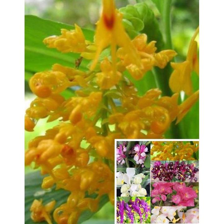 ดอกเข้าพรรษา 12สี เหง้า,ต้น(ให้เลือก)หัวจิ๋วตามสายพันธ์ หงส์เหิน หงส์เหิร ไม้มงคล