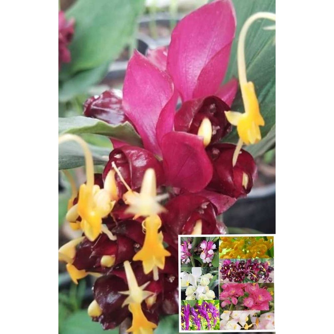 ดอกเข้าพรรษา 13สี เหง้า,ต้น(ให้เลือก)หัวจิ๋วตามสายพันธ์ หงส์เหิน หงส์เหิร ไม้มงคล