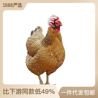 สินค้าใหม่ หมวกกันน็อค ป้องกันไก่ สําหรับสัตว์เลี้ยง