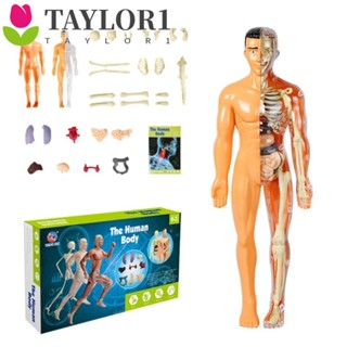 Taylor1 โมเดลหุ่นมนุษย์ Montessori Anatomy 3D ของเล่นสําหรับเด็ก