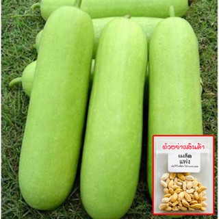 ฟักแฟงเขียว ฟักหอมทรงรี 10-120 เมล็ด เมล็ดพันธุ์ [ซื้อ 10 แถม 1 คละได้]