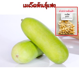ฟักแฟงเขียว 10-120 เมล็ด ฟักหอมทรงรี เมล็ดพันธุ์ (ซื้อ 10 แถม 1 คละได้)