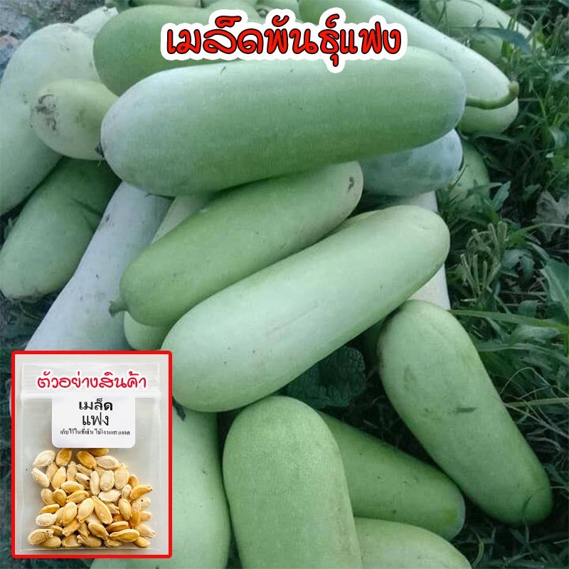 ฟักแฟงเขียว 10-120 เมล็ด ปลูกในแปลงหรือข้างบ้านใช้พื้นที่ไม่มาก (10 แถม 1 คละได้)