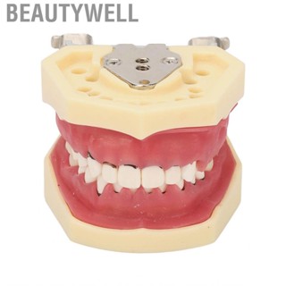 Beautywell Demonstration  Model  Resin Typodont Exhibition Dental for Subgingival Scaling