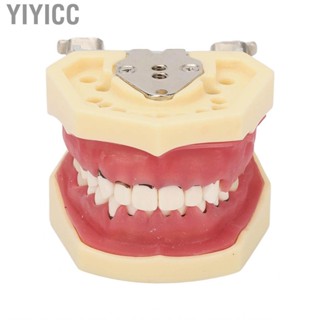 Yiyicc Dental Typodont Model  Oral Prevention Demonstration  Exhibition Studying for Root Planing Dentist Student