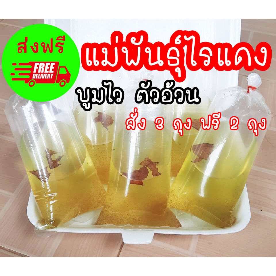 ไรแดง สายพันธุ์มาโคโครปา Macorcopa ไรแดงพ่อแม่พันธุ์