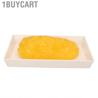 1buycart Authentic Human Body Fat Replica Anatomical Model