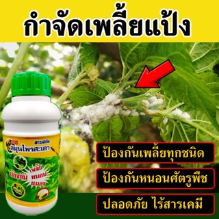 ยากำจัดเพลี้ยแป้งมันสำปะหลัง 500 cc. กำจัดเพลี้ย สารสกัดสมุนไพร เห็นผล100% ยาฆ่าเพลี้ย ยาฆ่าเพลี้ยอ่อน ยาพ่นเพลี้ยแป้ง