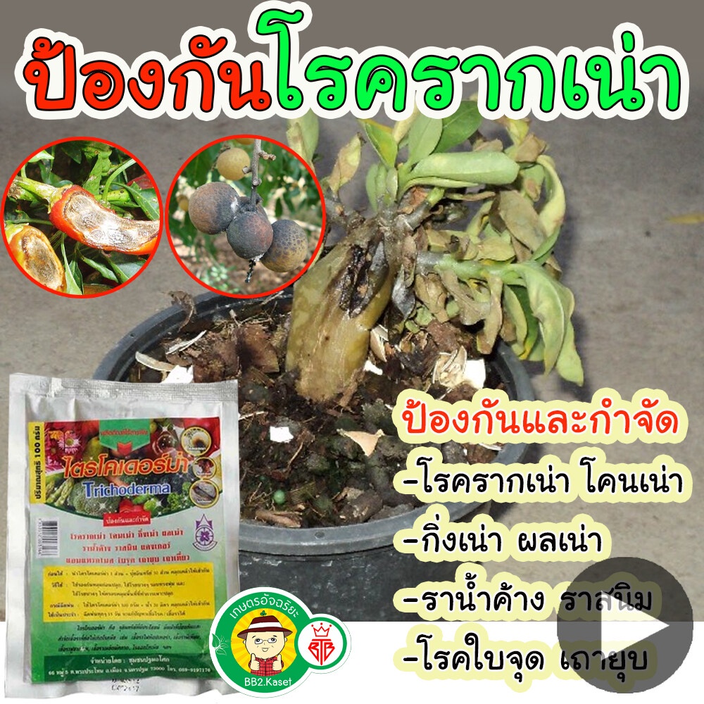 (เห็นผล100%) ยาฉีดพริกเน่า ไตรโคเดอรม่า ป้องกันราสนิม ผลเน่า รากเน่า เชื้อราใบ รากเน่าโคนเน่า แก้พริกเน่า ยารักษาโรคพริก