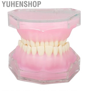 Yuhenshop Standard Tooth Model Resin Detachable Dental Teaching Study Supplies