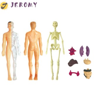 Jeromy โมเดลหุ่นมนุษย์จําลอง 3D ถอดออกได้ สําหรับทดลองทางวิทยาศาสตร์