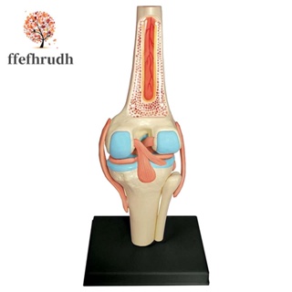 Ffefhrudh โมเดลข้อต่อเข่า ร่างกายมนุษย์ สําหรับนักเรียน การเรียนการสอน