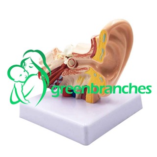 Greenbranches1 โมเดลจําลอง รูปหูมนุษย์ 1.5X สําหรับการศึกษา