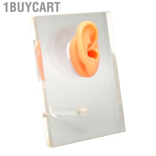 1buycart Ear Silicone Model Right Soft Touch Fine Details Easy To