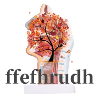 Ffefhrudh โมเดลจมูกมนุษย์ สําหรับห้องเรียนวิทยาศาสตร์