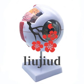 Liujiud โมเดลกายวิภาคศาสตร์ ตามนุษย์ 6 ชิ้น สําหรับห้องเรียนวิทยาศาสตร์