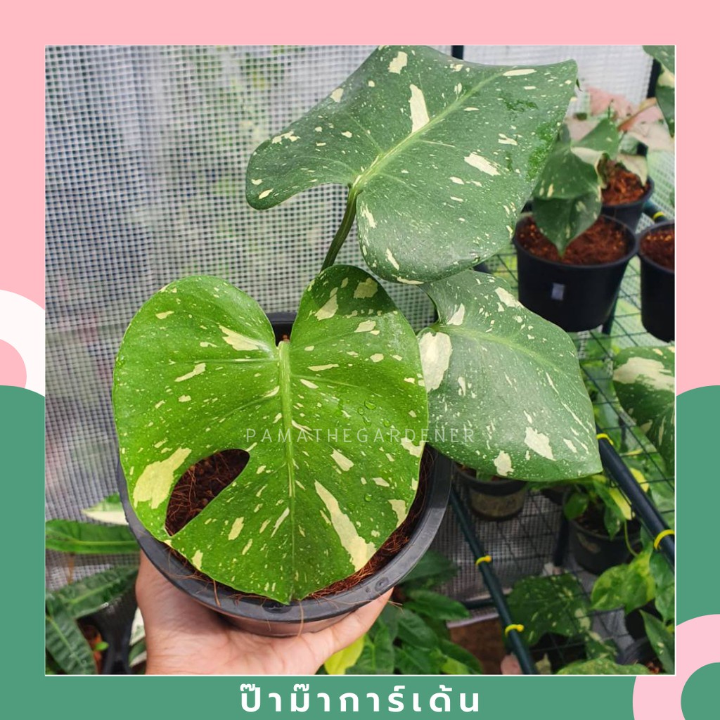 ต้นมอนสเตอร่า ไทยคอนด่าง Monstera thaicon Thai Constellation Variegated ใบสวย