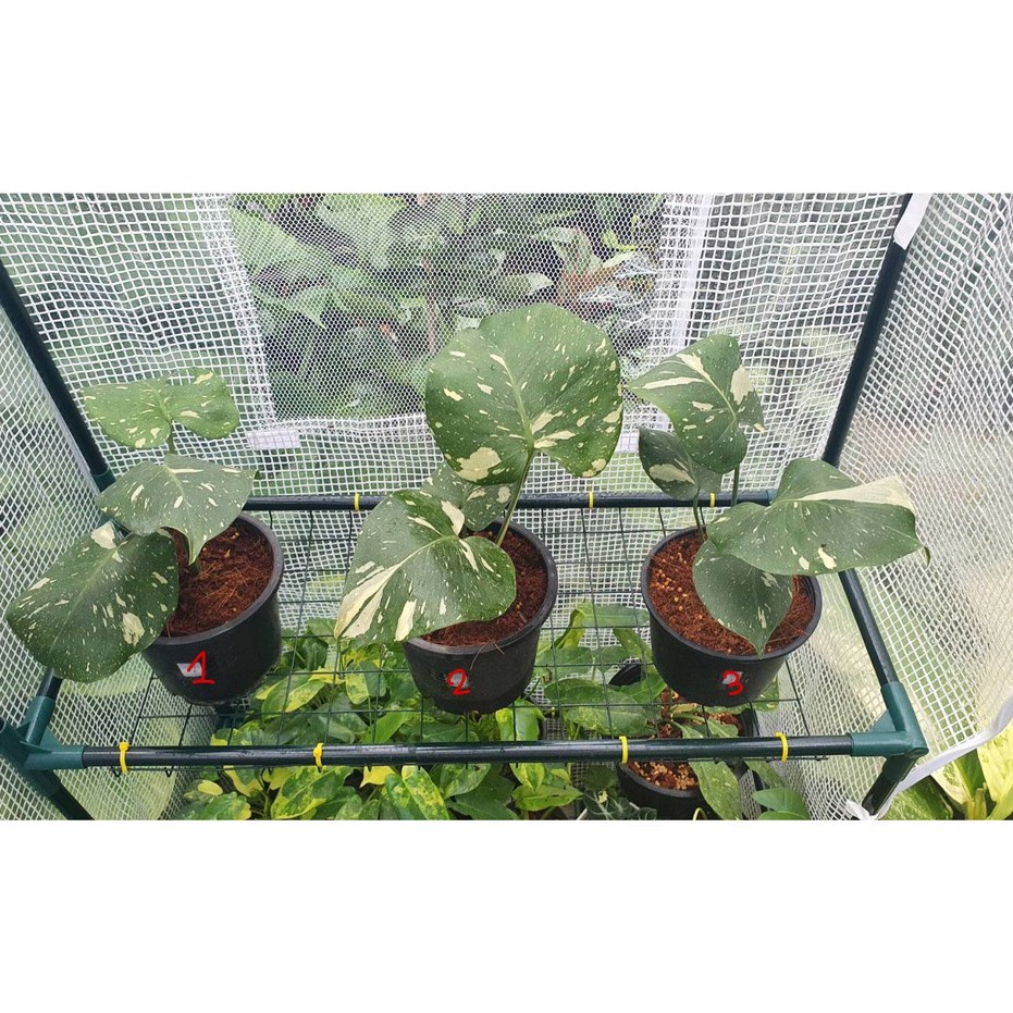 มุมมอง 2