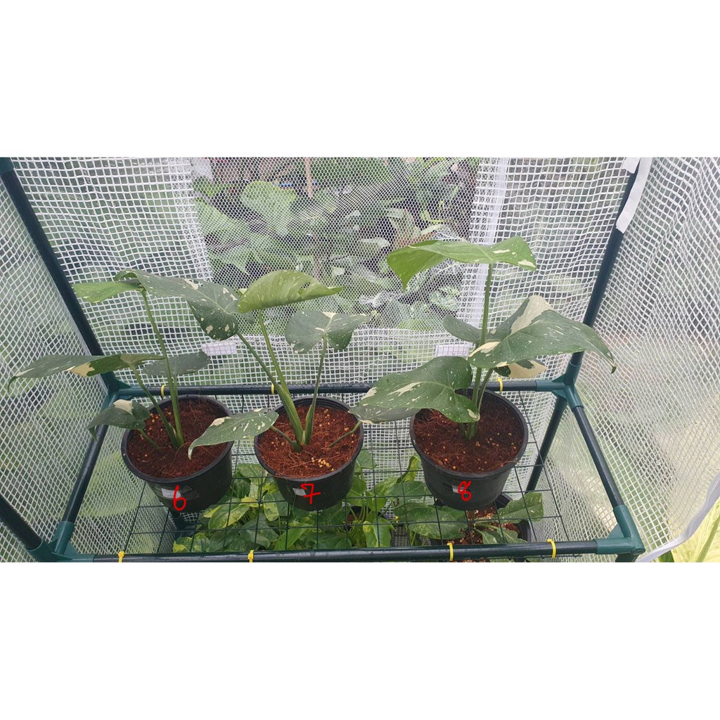 มุมมอง 4