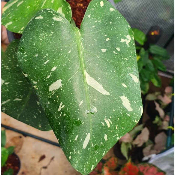 มุมมอง 7