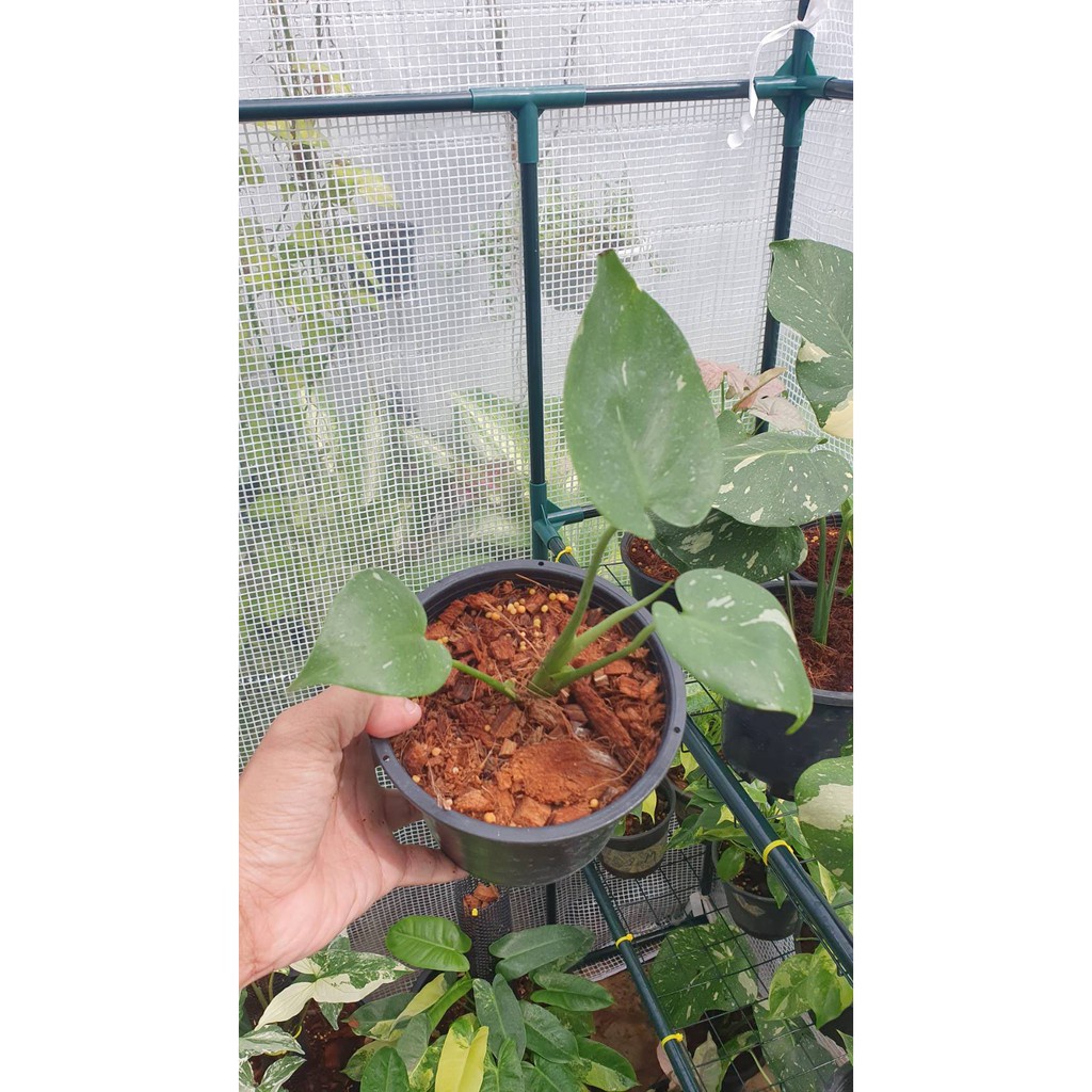 มุมมอง 8