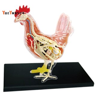 『yueywh524』โมเดลไก่ 4d สีแดง และสีขาว ของเล่นเสริมการเรียนรู้เด็ก