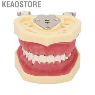 Keaostore Dental Typodont Model  Exhibition Demonstration  Oral Prevention Educational for Root Planing