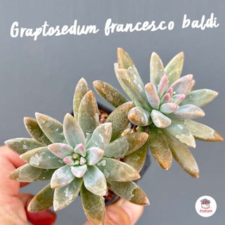 Graptosedum francesco baldi ไม้อวบน้ำ กุหลาบหิน cactus&amp;succulentหลากหลายสายพันธุ์