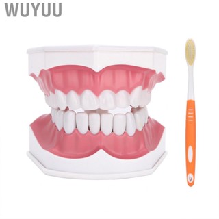 Wuyuu Demonstration Model Tooth Brushing Dental Studying